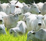 Bovinocultura-Pecuaria-CNA-Senar