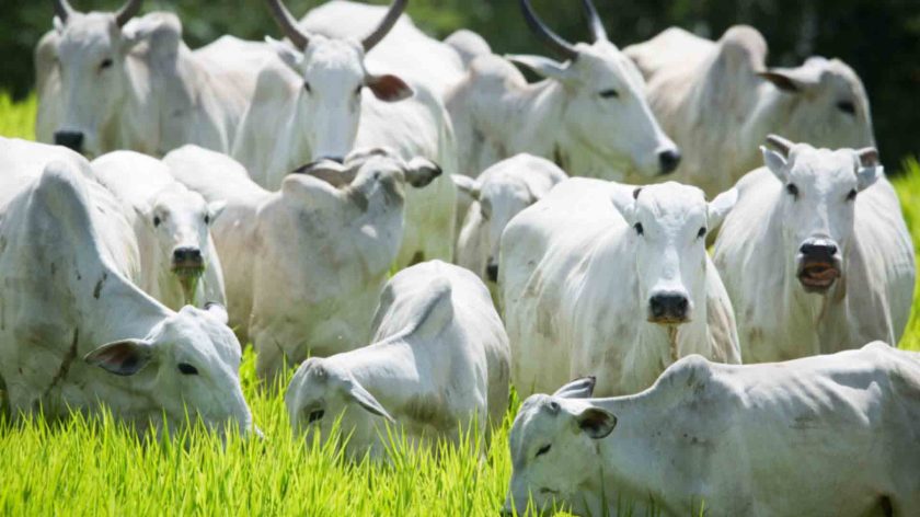 Bovinocultura-Pecuaria-CNA-Senar