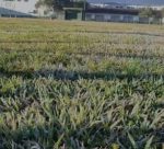 frio-abaixo-de-zero-traz-5a-geada-do-ano-para-cidade-de-sc-1300x731