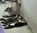 gatos-desacordados