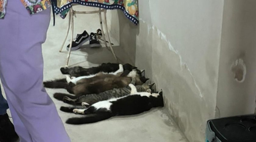 gatos-desacordados