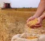 Soybean grain in a hands of successful young farmer, in a background combine harvester working on soybean field, agricultural concept. Close up of hands full of soybean grain in jute sack