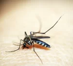 mosquito-1548947